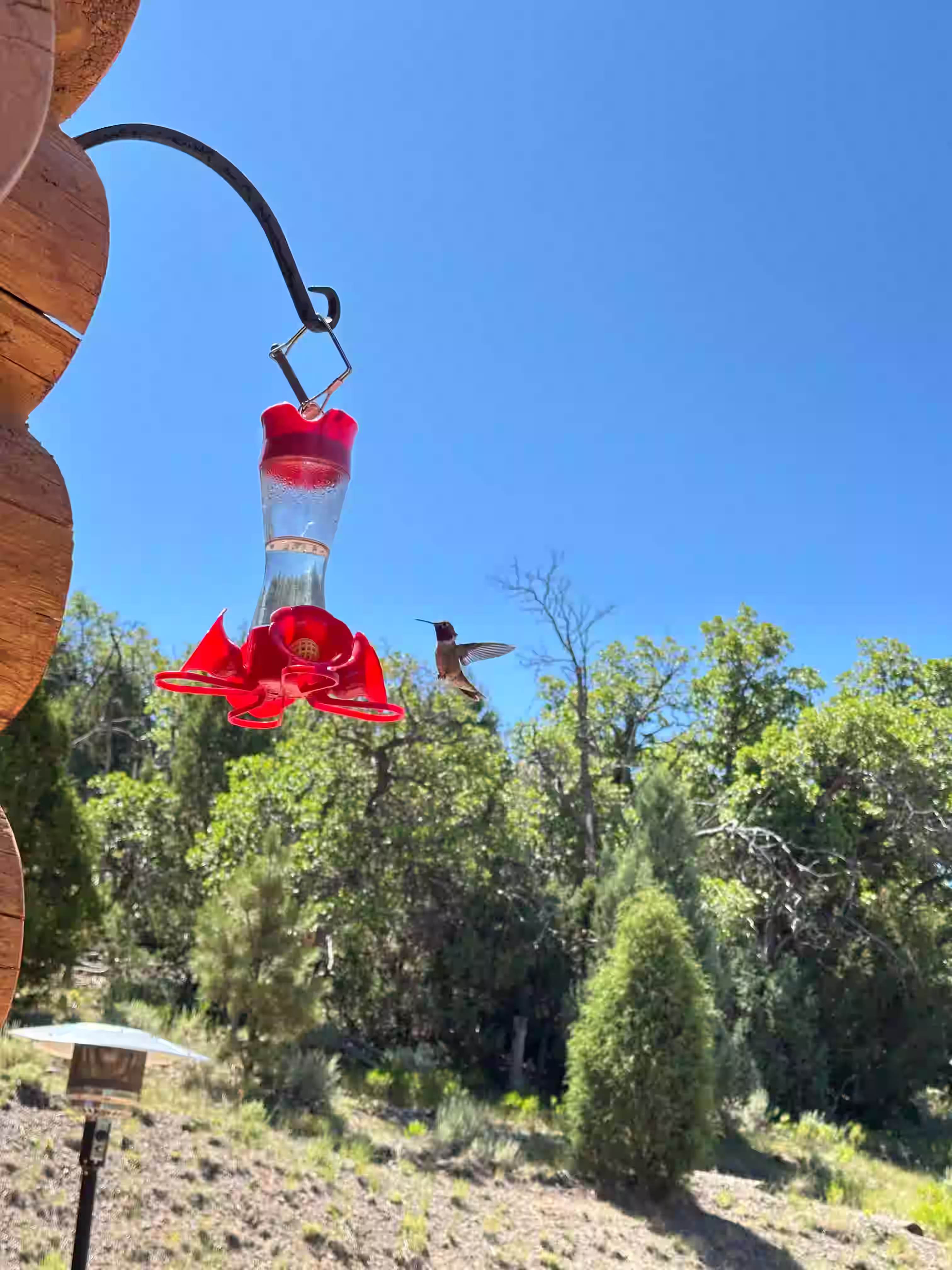 Hummingbird
