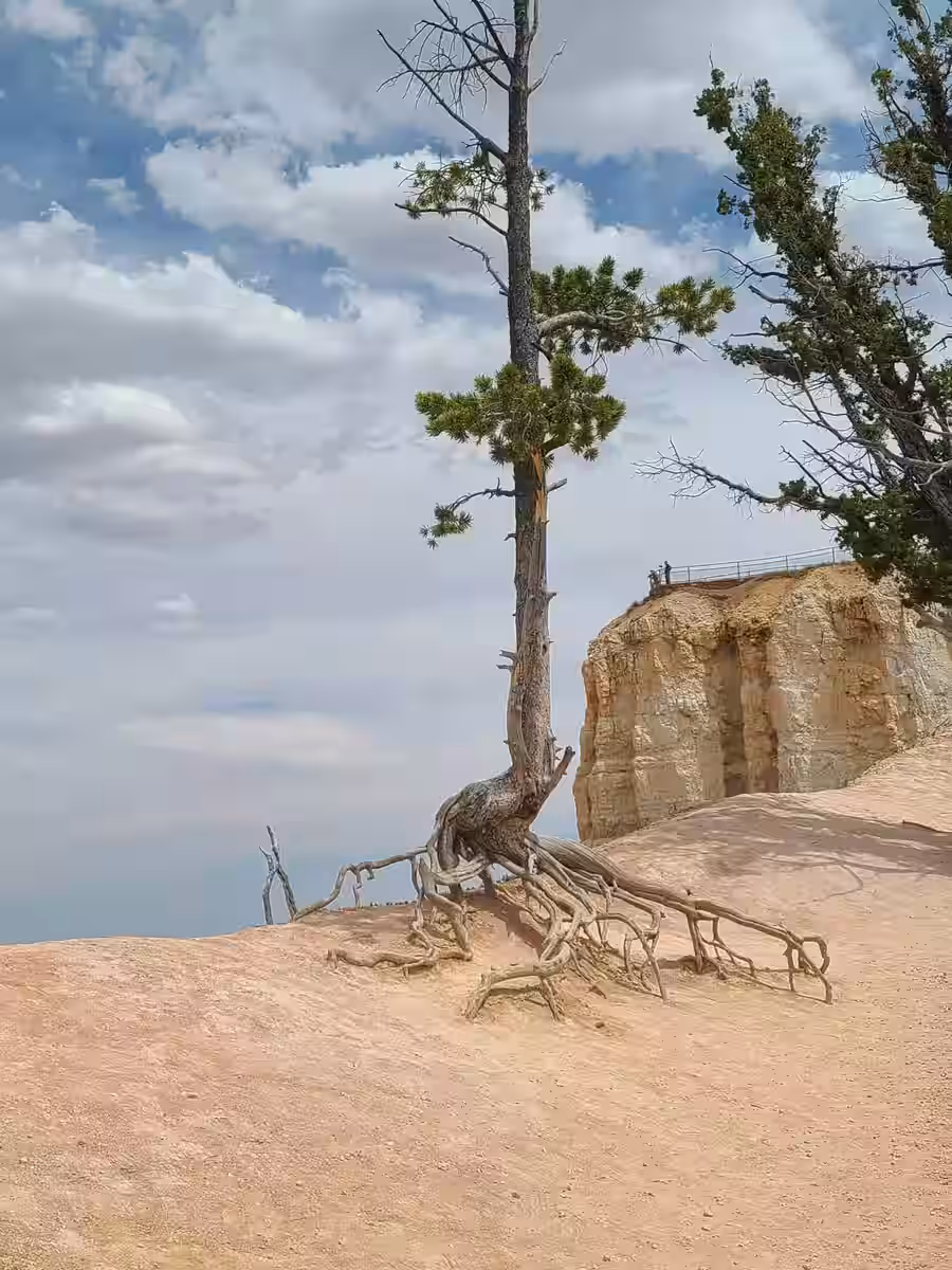 Bryce canyon tree roots hoodoos utah