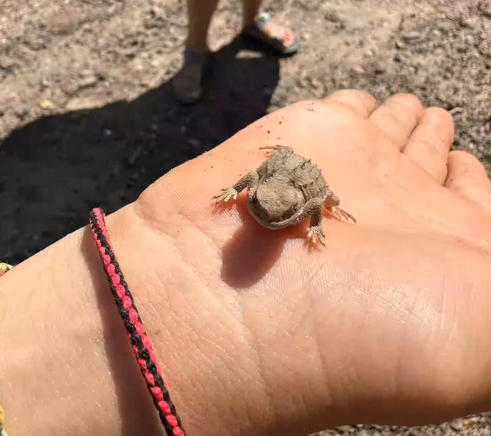Horned lizard on hand Paunsaugunt Plateau Utah