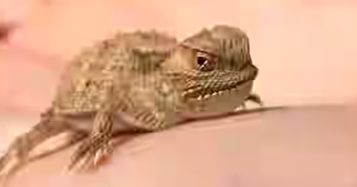 Horned lizard in hand southern Utah wildlife