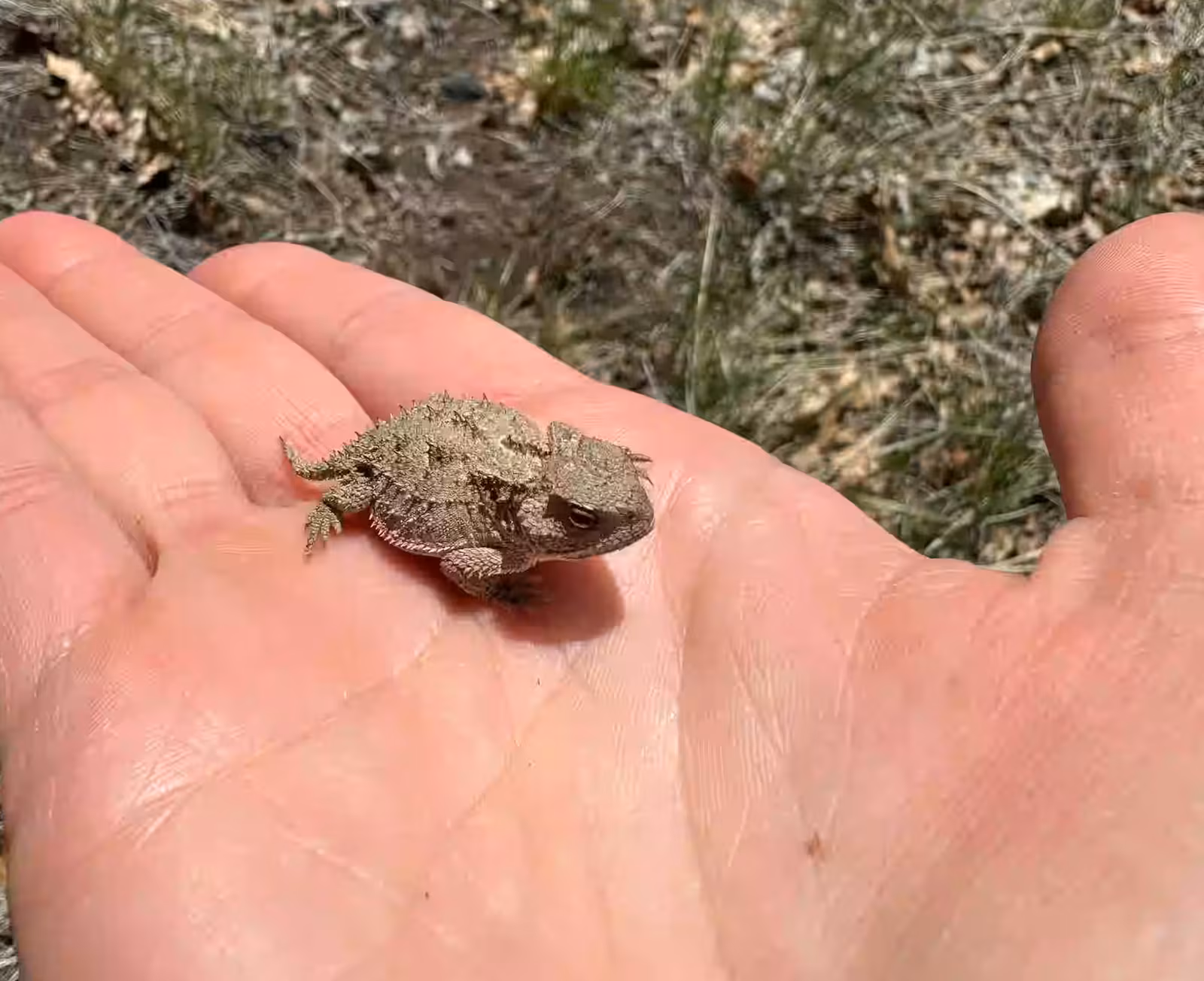 Horned toad lizard wildlife southern Utah