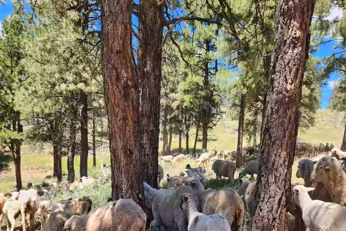 Bighorn sheep Dixie National Forest Utah