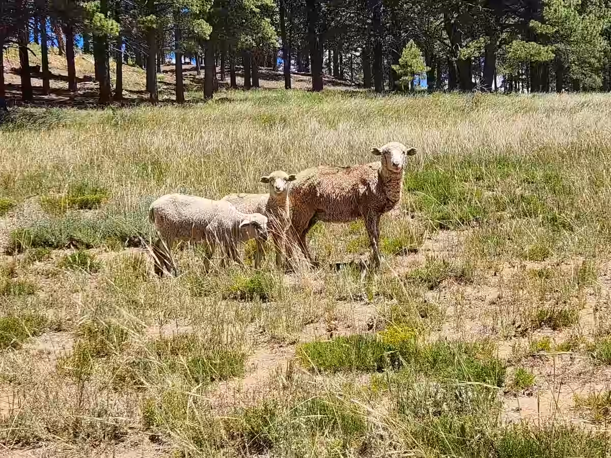 Sheep on plateau