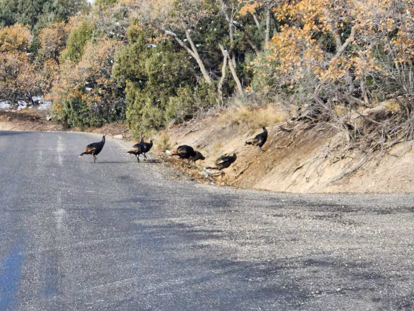 Wild turkey