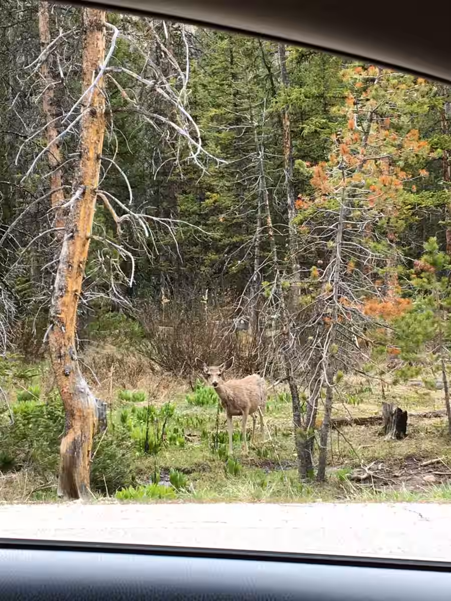 Mule deer in Dixie National Forest near Paunsaugunt Plateau, Utah