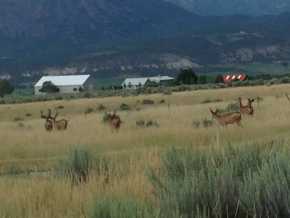 Elk herd Long Valley
