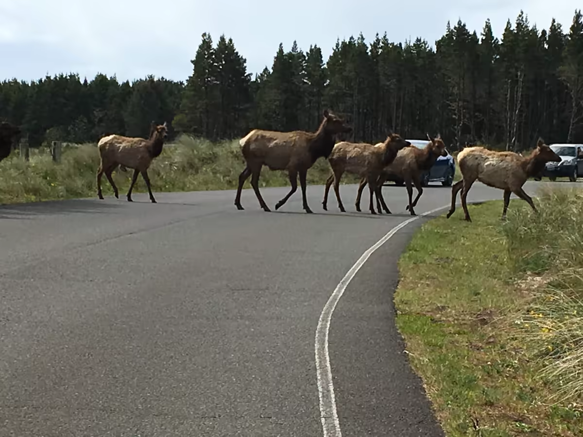 Elk crossing road