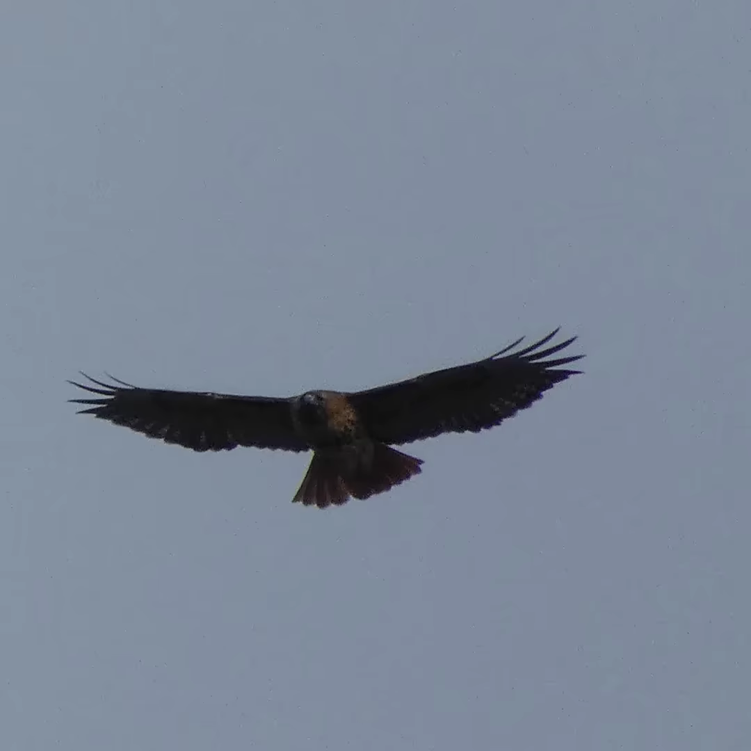 Red-tailed hawk