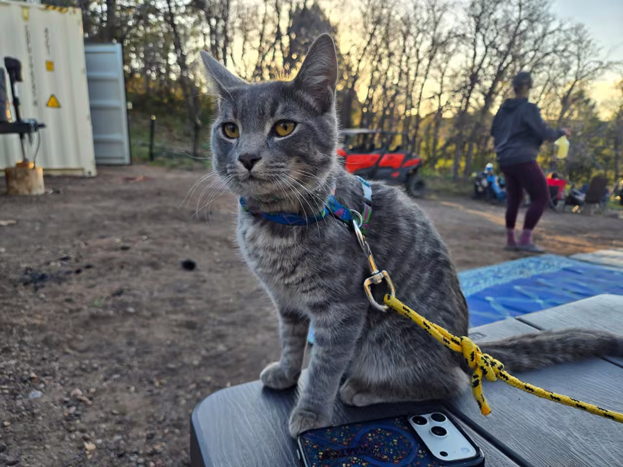 Gray cat on a leash sitting on a picnic table at Starlit Ridge