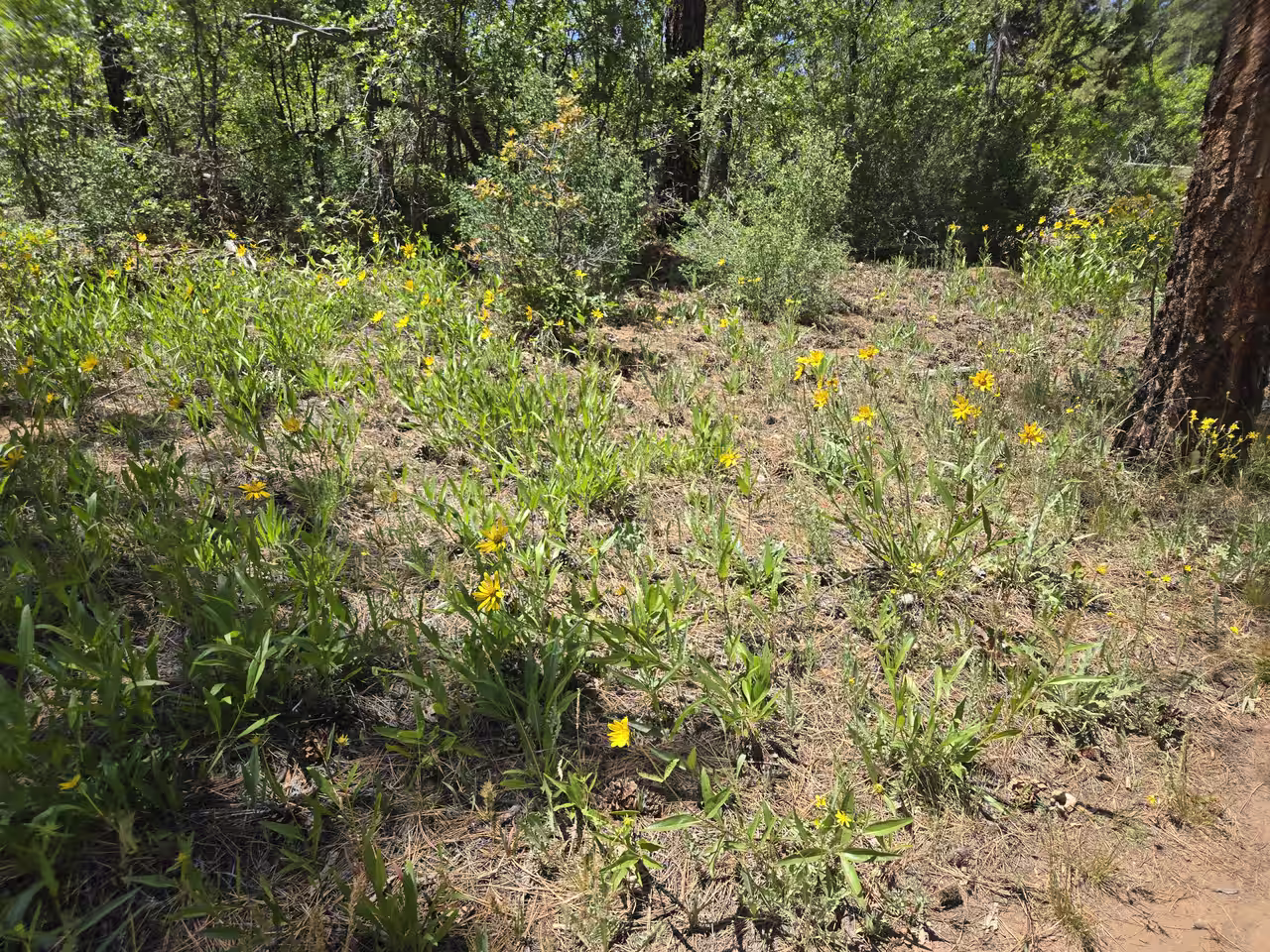Yellow arrowleaf balsamroot wildflowers blooming in a meadow clearing along the East Mesa Trail