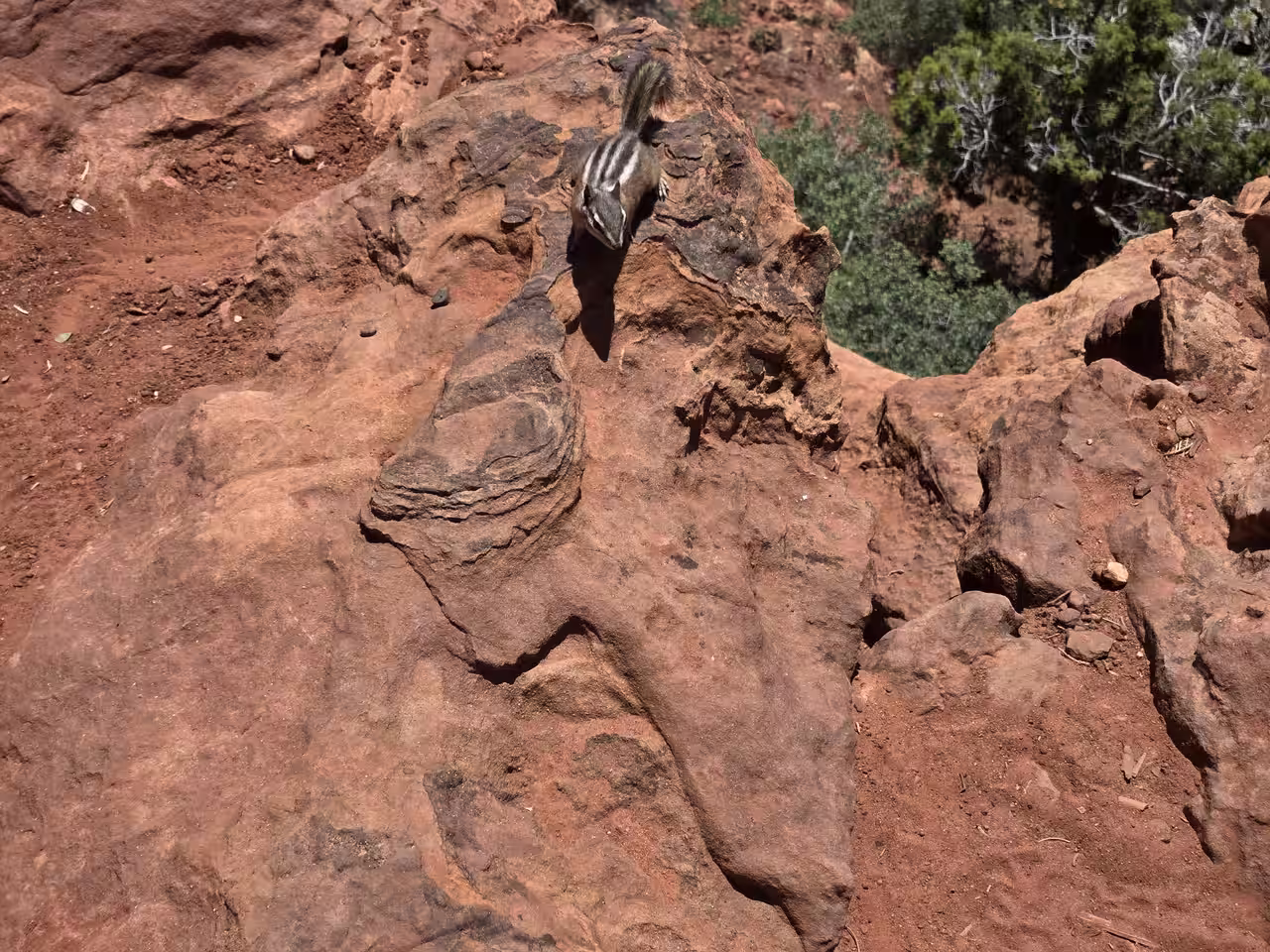 Chipmunk perched on red sandstone rock near Observation Point