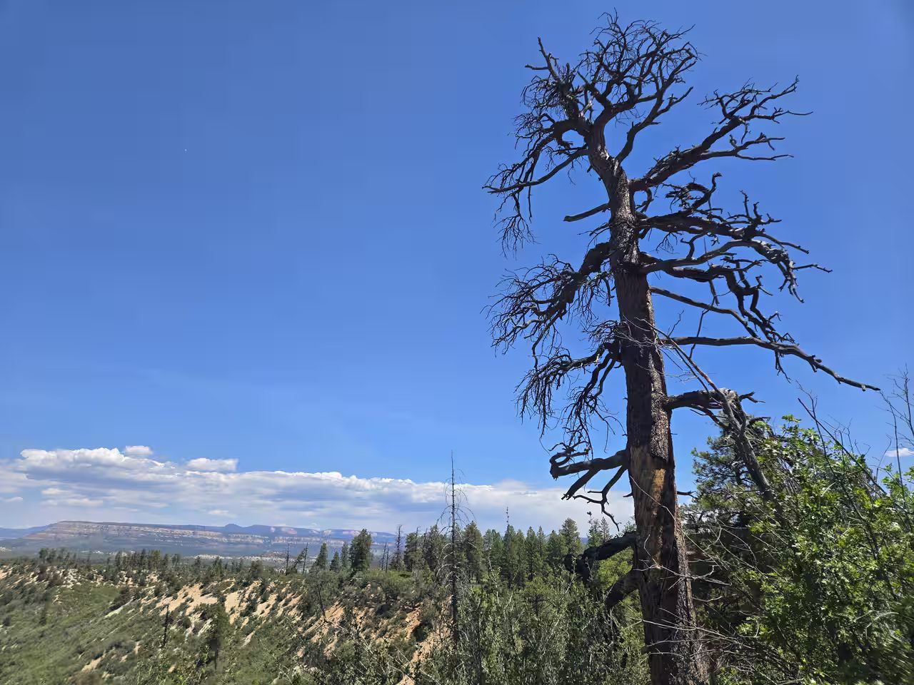 Bare dead ponderosa pine tree silhouetted against blue sky with distant mesa views on East Mesa Trail