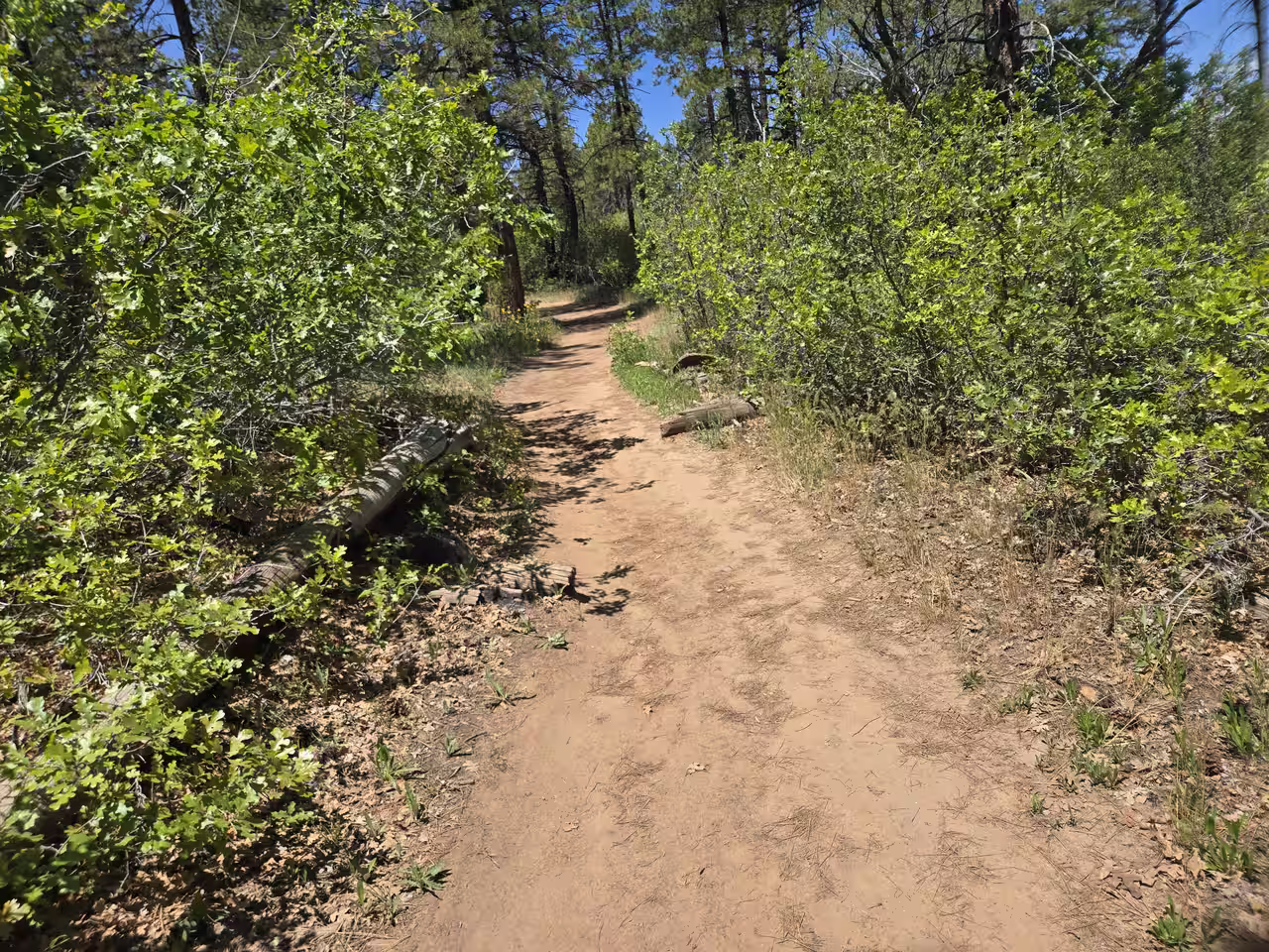 Narrow trail through dense gambel oak scrub on East Mesa Trail