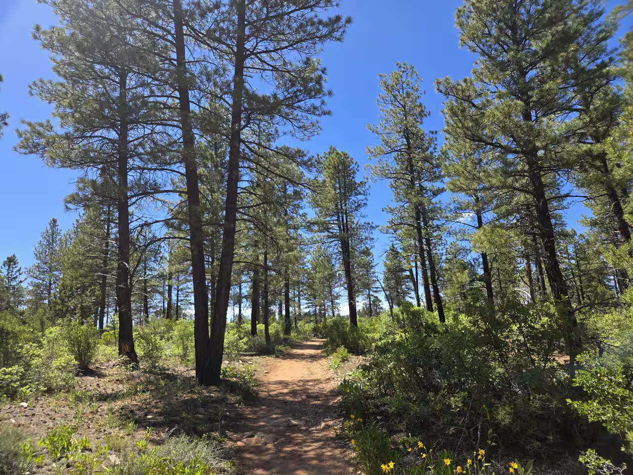 Sandy trail winding through tall shaded ponderosa pine forest on the East Mesa Trail