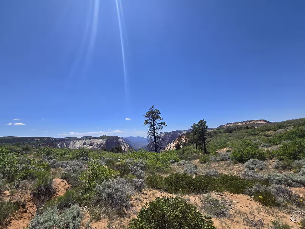 Open sagebrush meadow with scattered ponderosa pines and Zion Canyon cliffs visible in the distance