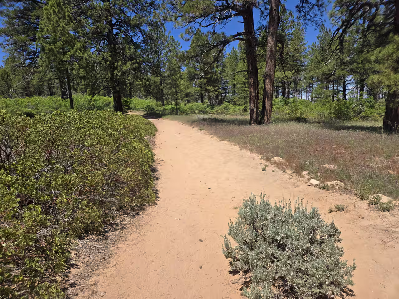 East mesa trail sandy path ponderosa pine forest