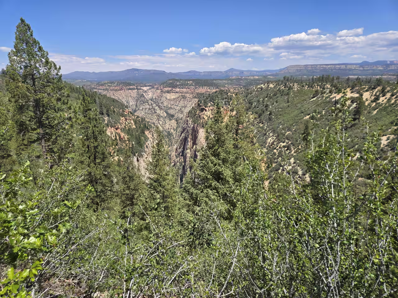First glimpse of Zion Canyon's white cliffs through trees on the approach to Observation Point