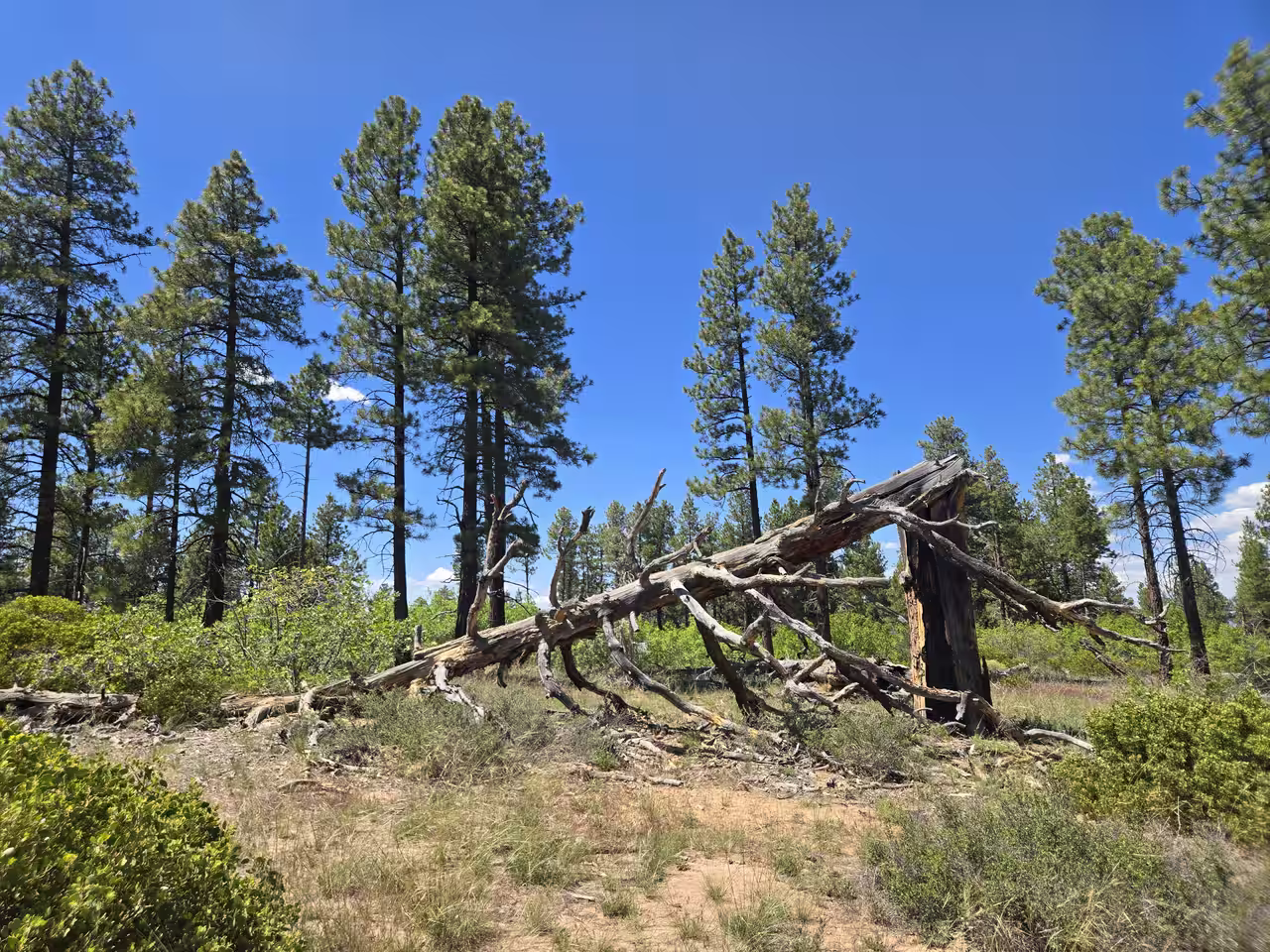 Large fallen ponderosa pine deadfall surrounded by green forest along the East Mesa Trail
