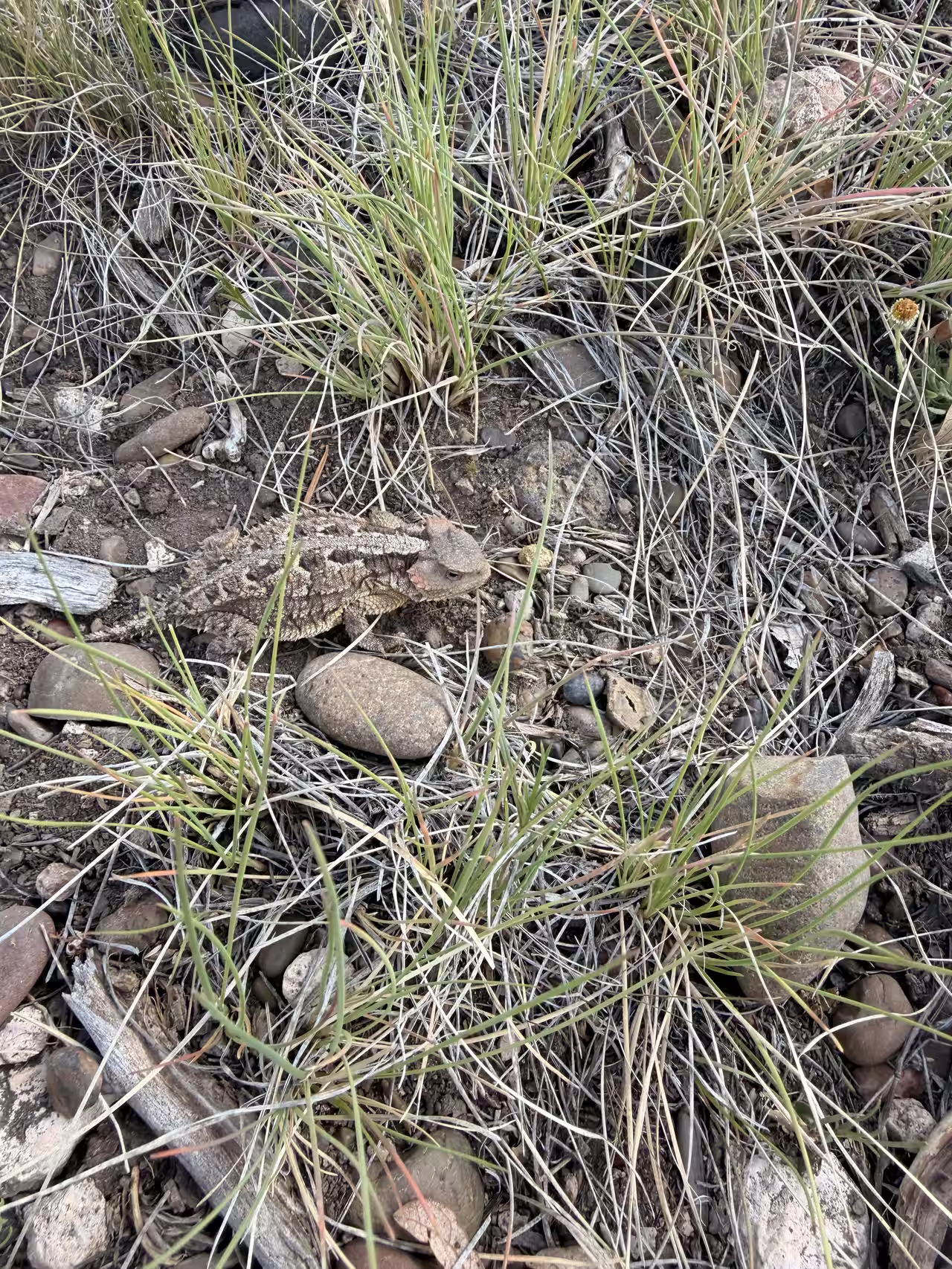 Horned lizard camouflaged against rocky ground on the East Mesa Trail