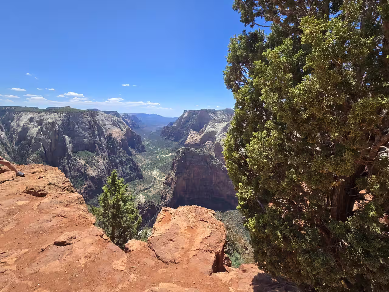 View down Zion Canyon toward Angels Landing framed by a juniper tree and red sandstone ledge