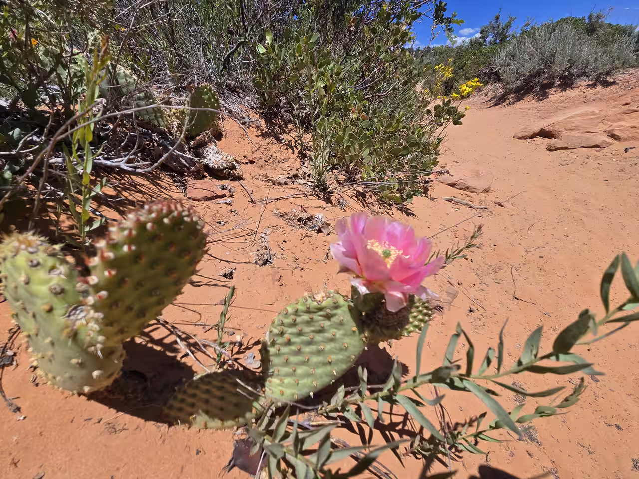 Pink prickly pear cactus flower blooming alongside the sandy East Mesa Trail