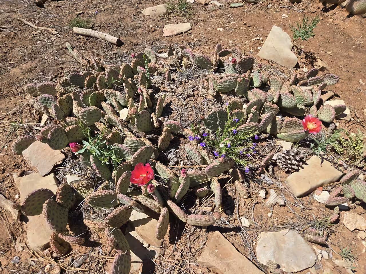 Cluster of prickly pear cactus with red and purple wildflowers growing together on rocky ground