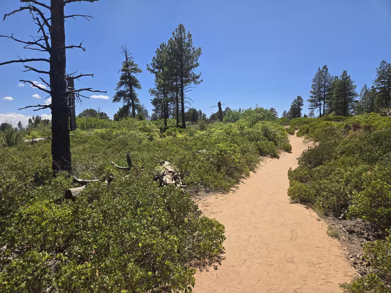 Sandy singletrack trail winding through manzanita shrubs on the East Mesa Trail