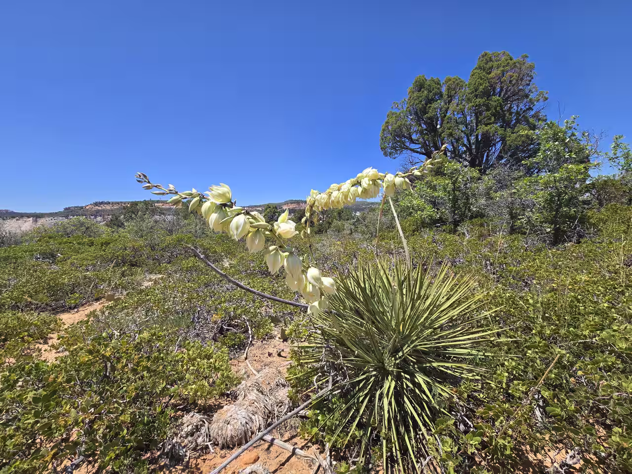 Yucca plant in full bloom with cream-colored flowers along the East Mesa Trail